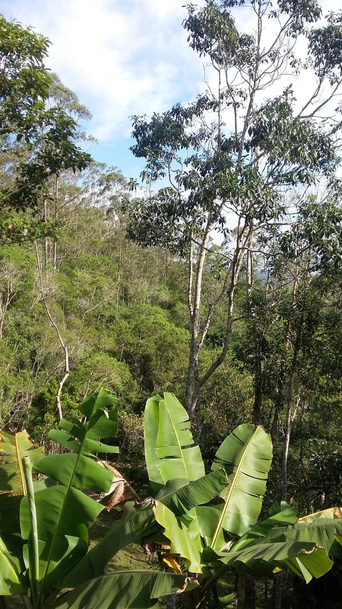 Kitnet Em Meio A Mata Atlantica Juquitiba Exteriér fotografie